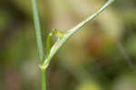 Coastal plain angelica